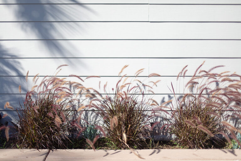 Vista residential interiors Architectural Photography Bradley Phillips Purple fountain Grass